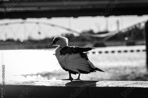 Black and White Duck