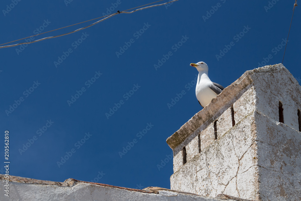 Seagull on a chimney and a blue sky Seagull on a chimney and a blue sky
