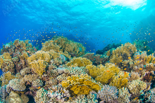 Fototapeta Naklejka Na Ścianę i Meble -  Coral Reef 2