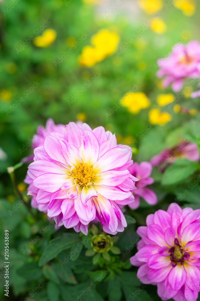 Pink chrysanthemum flower in garden. Pink chrysanthemum flower in garden.