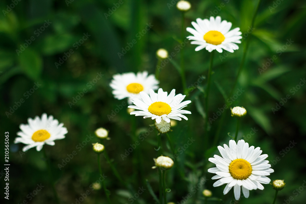 Close-up chamomile flowers against a background of green blurred grass Close-up chamomile flowers against a background of green blurred grass