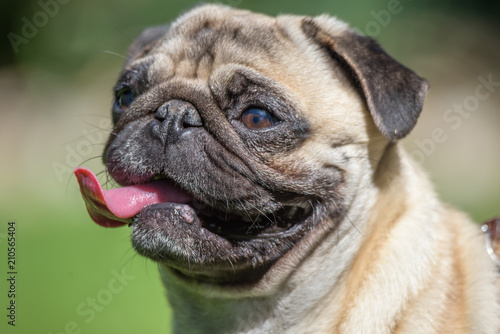 Small dog close up portrait - Frenchie - French Bulldog with tongue exposed on green background © Marcin