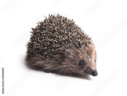 Hemiechinus auritus, Long-eared hedgehog in front of white background, isolated