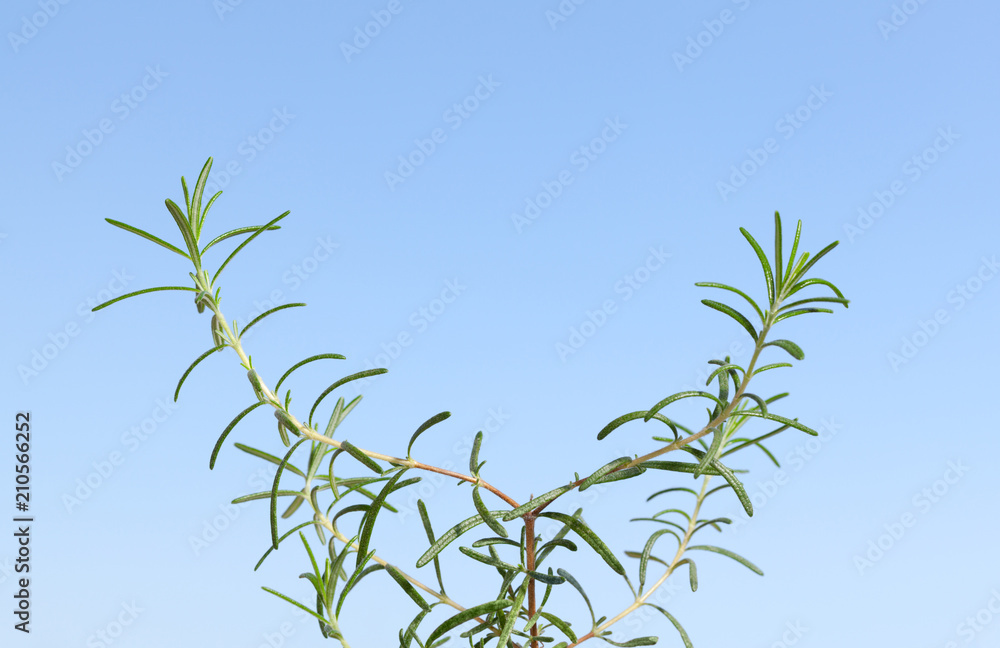 Rosemary twig Rosemary twig
