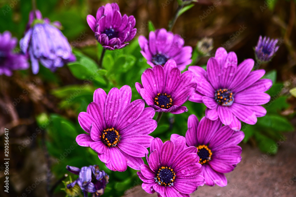 Fototapeta premium Group of daisys