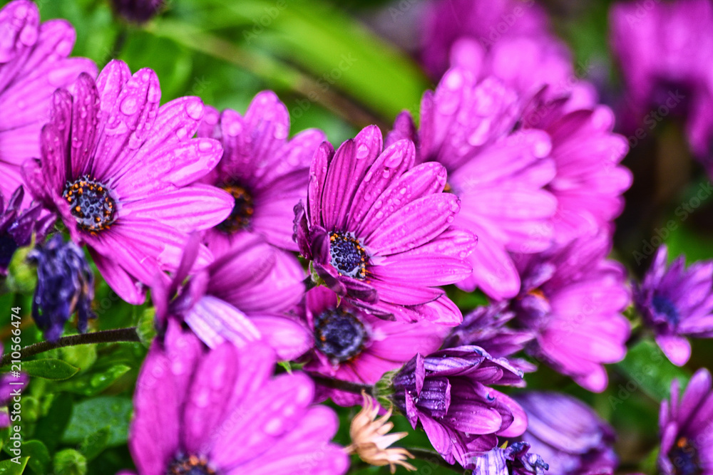 Bundle of daisys Bundle of daisys