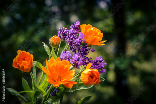Fototapeta Naklejka Na Ścianę i Meble -  Lavendel und Ringelblumen 