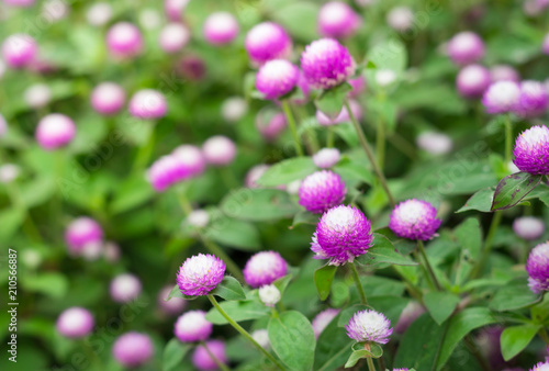 Globe Amaranth flowers in garden.