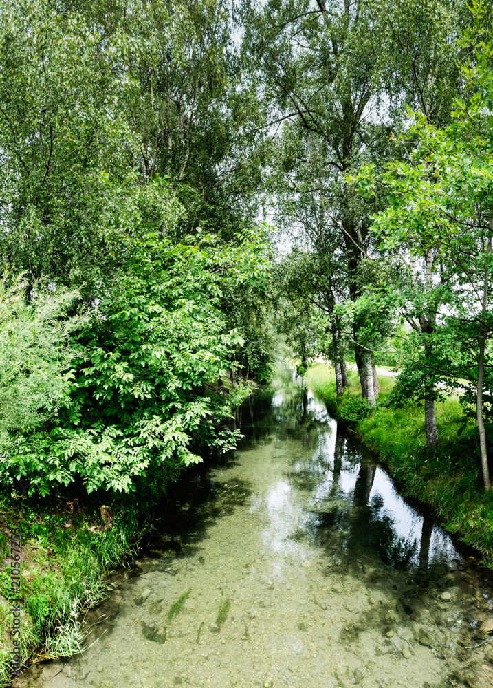 small stream meandering through an idyllic alley of tall trees small stream meandering through an idyllic alley of tall trees