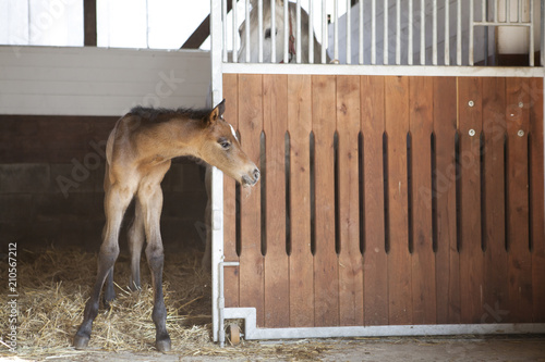Fotografia Foal looks out of horse box