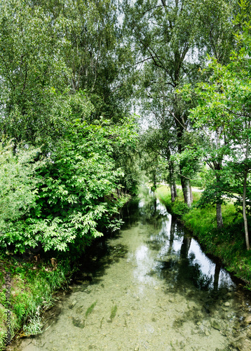 small stream meandering through an idyllic alley of tall trees