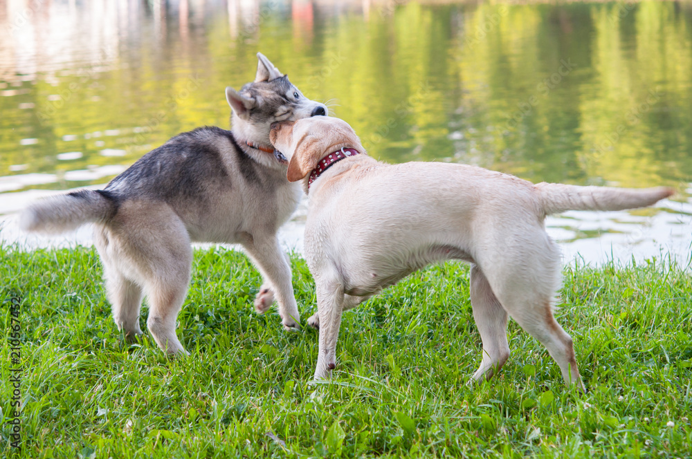 Husky and Labrador playing on the background of the pond.