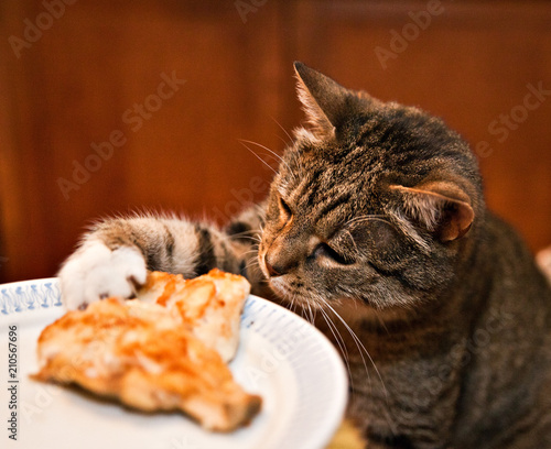 A gray tabby cat steals from the table a piece of fried fish