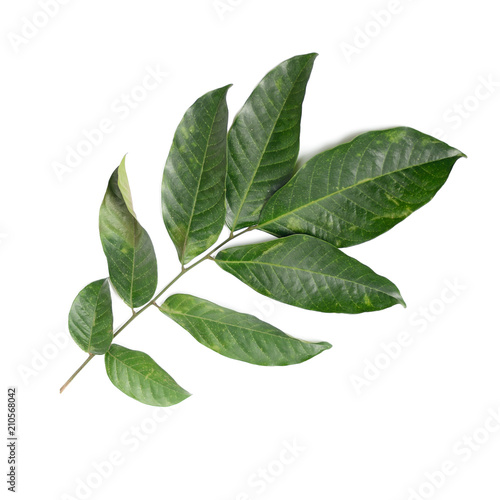 Leaf of Tropical fruit Longkong on white background