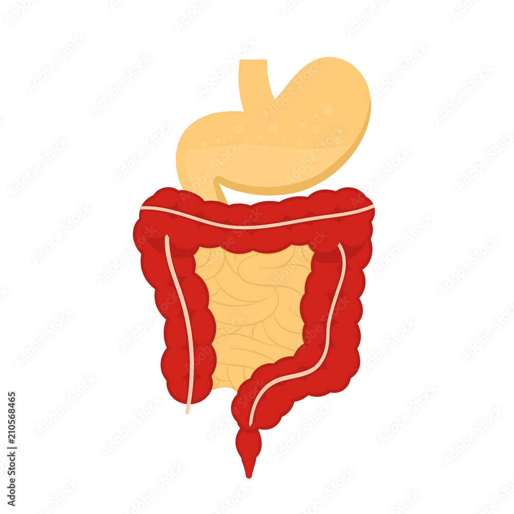 Human digestive system illustration. Digestive tract, stomach isolated on white background in flat style