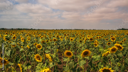 Sunflowers in the field