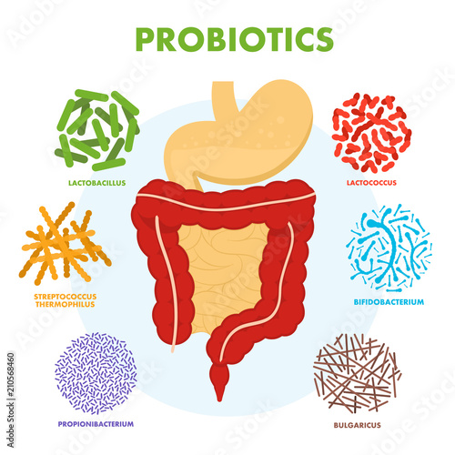 Human digestive tract system with probiotics. Human intestine microflora. Microscopic probiotics, good bacterial flora