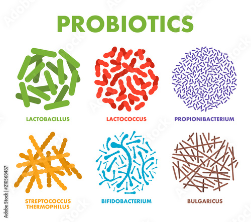 Probiotics. Good bacteria and microorganisms for human health. Microscopic probiotics, good bacterial flora