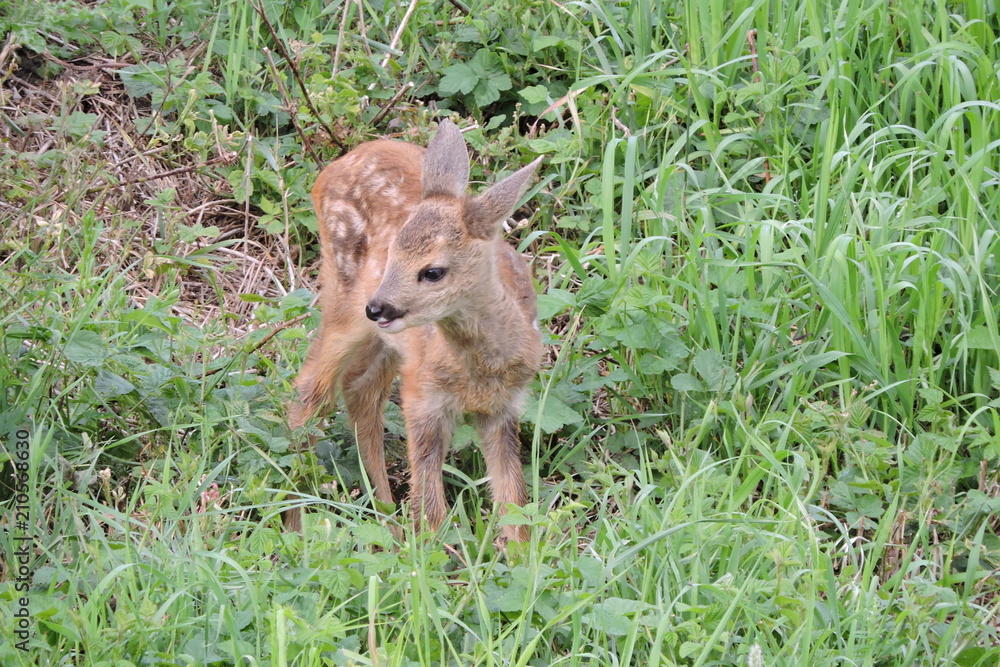 Fototapeta premium A young fawn in a meadow