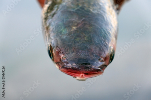 Head of sea fish. Close up. photo