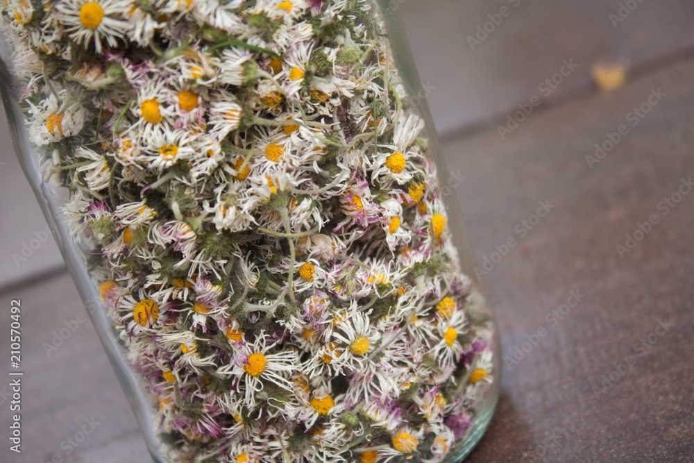 Dry daisy flowers in a glass jar on a dark wooden table. Dried Bellis  perennis flower
