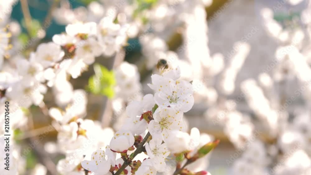 the bee flies on a flowering tree with white flowers in the rays of the sun the bee flies on a flowering tree with white flowers in the rays of the sun