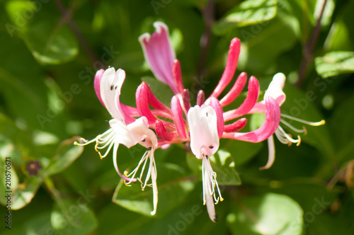 pink honeysuckle flower