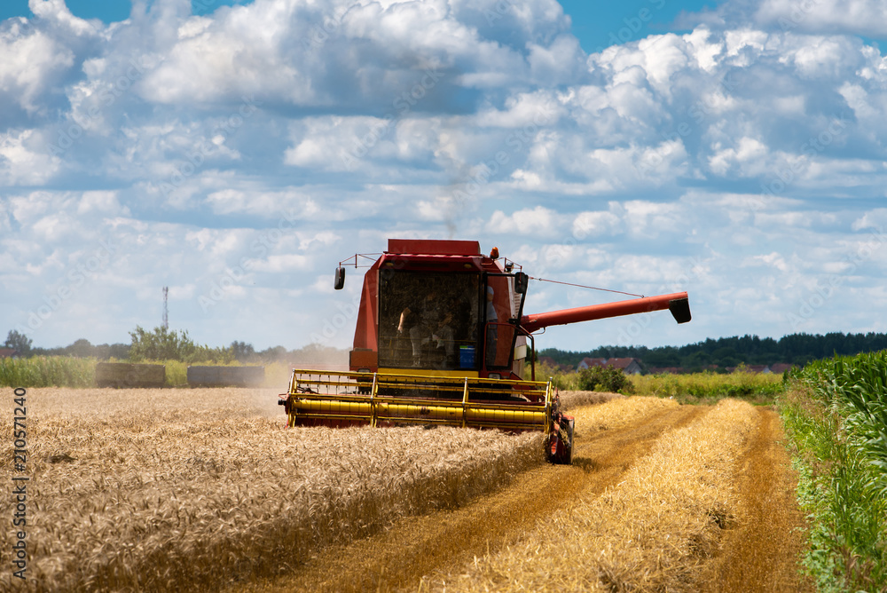 Fototapeta premium Red harvester cuts wheat in field