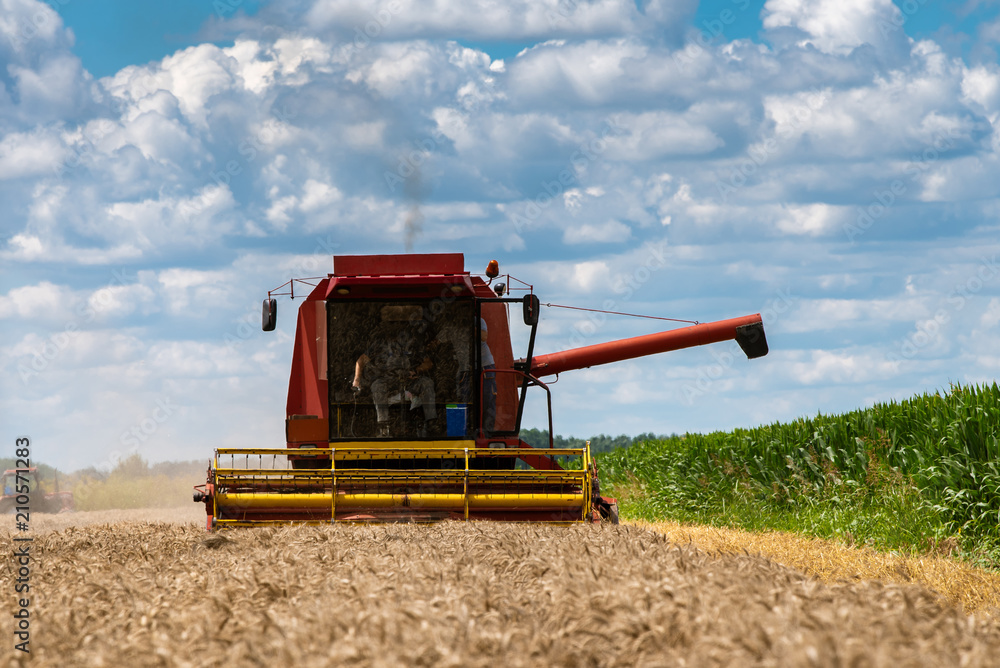Fototapeta premium Red harvester cuts wheat in field
