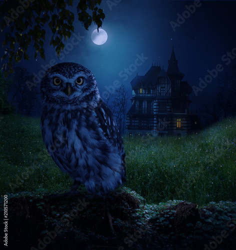 Owl and moonlight