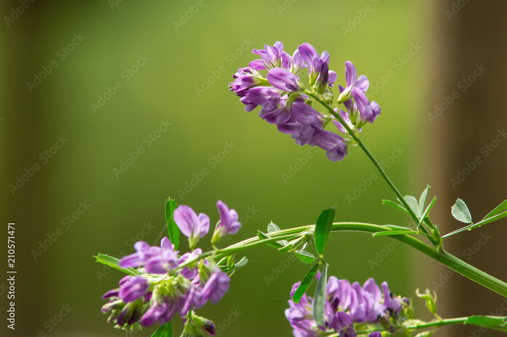 Violet flower with green background