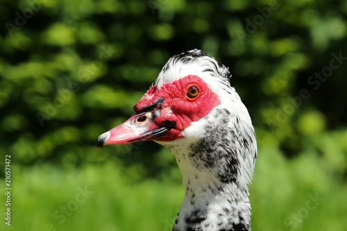 Porträt einer Moschusente, Warzenente, Cairina moschata © evbrbe