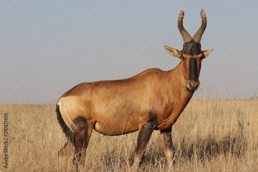 A red hartebeest (Alcelaphus buselaphus caama or A. caama) A red hartebeest (Alcelaphus buselaphus caama or A. caama)
