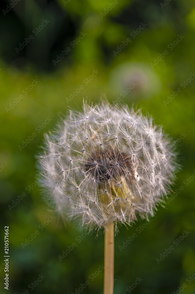 Obraz premium Dandelion