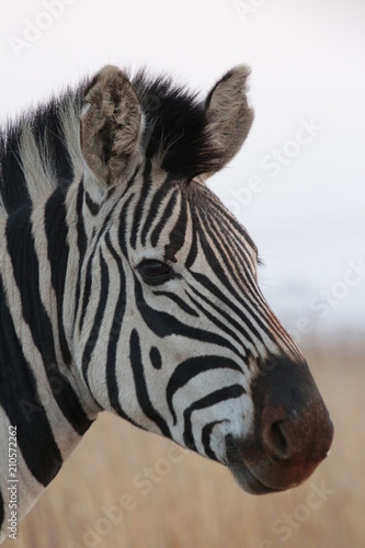 Plains zebra  also known as the common zebra or Burchell s zebra  Equus quagga 