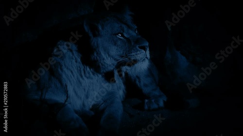 Lioness In Cave At Night photo