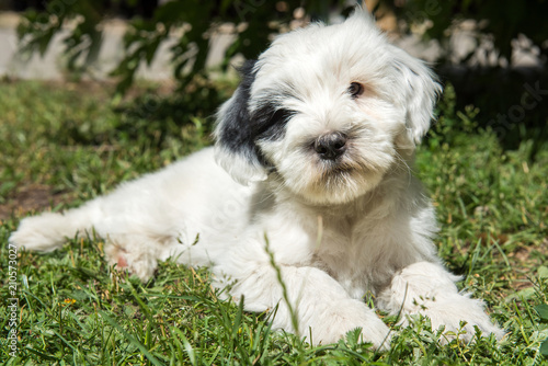 funny Tibetan Terrier puppy is lying in the grass © zanna_