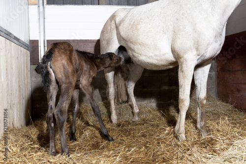 Fototapeta Naklejka Na Ścianę i Meble -  Foal drinks first time