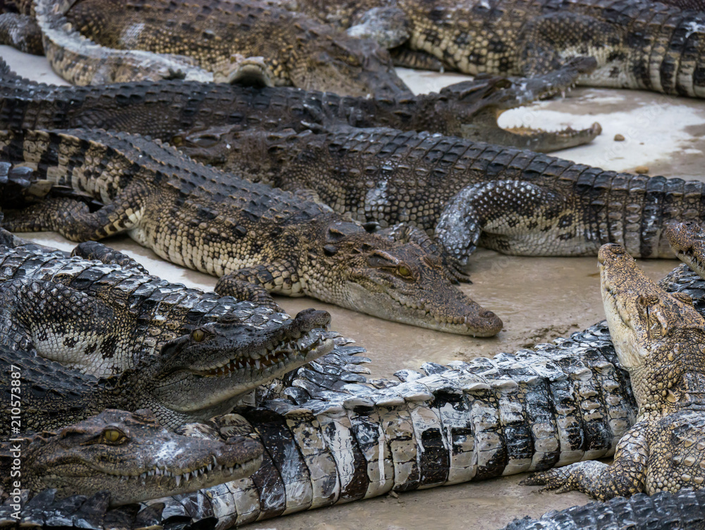 close up crocodile head is closing mount along the group close up crocodile head is closing mount along the group