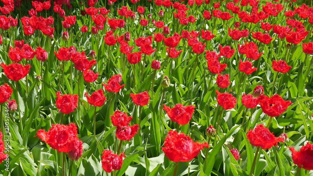 Tulipani colorati in Olanda Tulipani colorati in Olanda