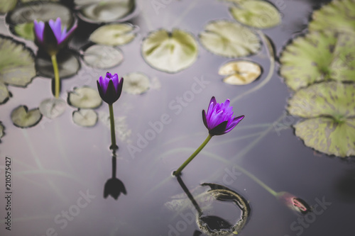 Purple water lily 6