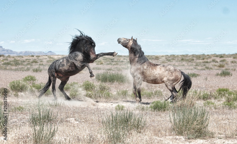Challenging life of wild horses in America while mustangs fight for rights Challenging life of wild horses in America while mustangs fight for rights