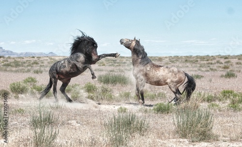 Challenging life of wild horses in America while mustangs fight for rights © Clayton