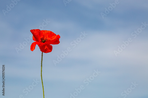 A single red poppy against a blue sky background