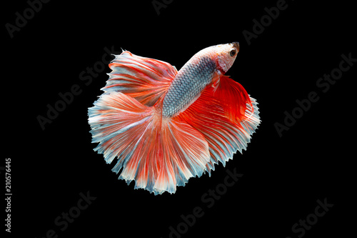 Bild auf Leinwand The moving moment beautiful of siam betta fish in thailand on black background