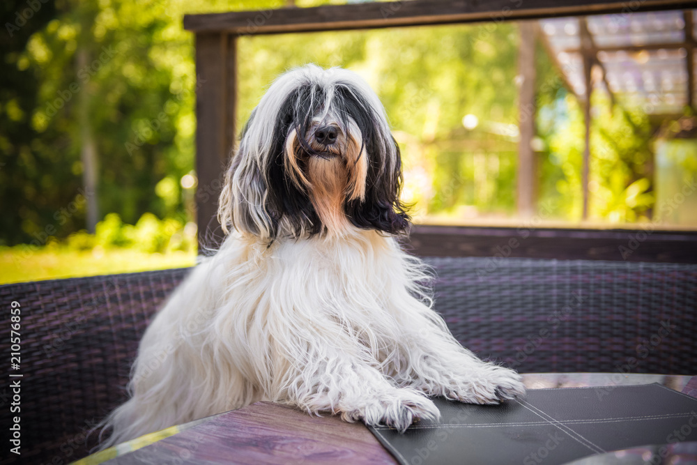 funny Tibetan Terrier dog is sitting at the table funny Tibetan Terrier dog is sitting at the table