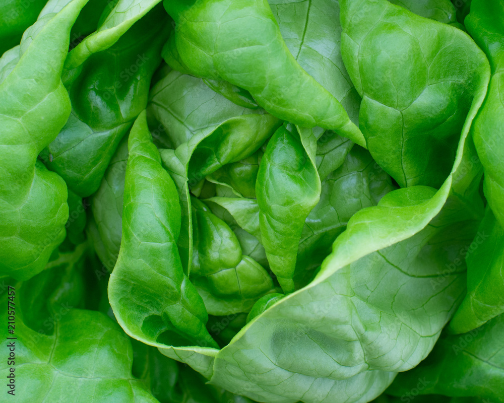 lettuce head lettuce head