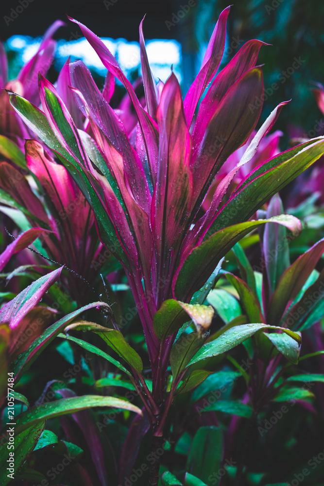 Obraz premium Tropic pink plant