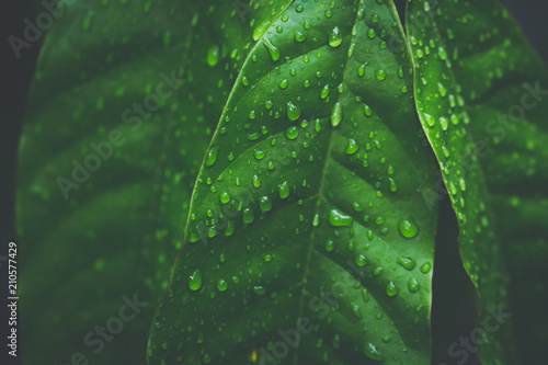 Close-up of dew droplets over on fresh green natural leaves in raining season in dark tone.