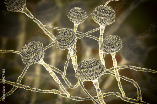 Fungi Aspergillus, black mold, which produce aflatoxins, cause pulmonary infection aspergillosis and aspergilloma in different organs. 3D illustration photo